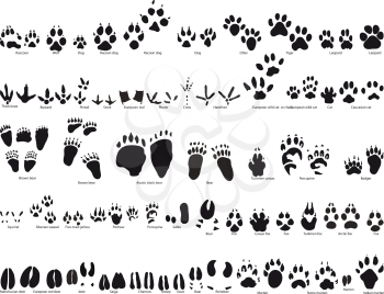 Royalty Free Clipart Image of Animal Traces