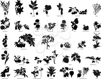 Royalty Free Clipart Image of Berry and Plant Silhouettes