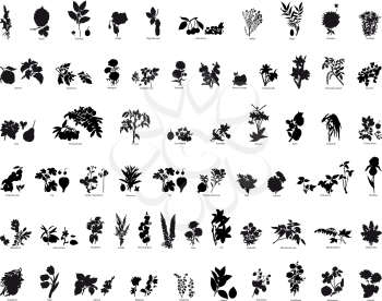 Royalty Free Clipart Image of a Collection of Berries and Flower Silhouettes