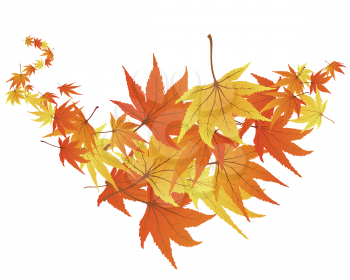 Royalty Free Clipart Image of Autumn Maple Leaves
