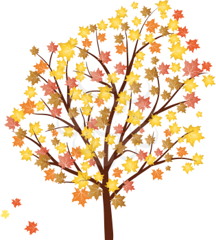 Autumn maples tree with  falling leaves. Vector illustration.