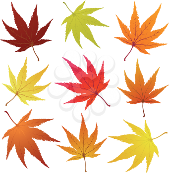 Set of of autumn  maples leaves. Vector illustration.