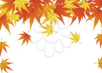 Pattern of autumn  maples leaves. Vector illustration.