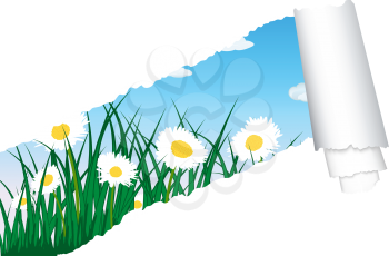 Vector grass silhouettes background with ripped stripe. All objects are separated.