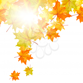 Autumn falling maple tree leaves. Vector illustration.