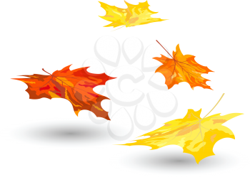 Autumn maple leaves background. Vector illustration.