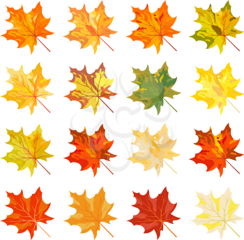 Collection of color autumn leaves. Vector illustration.