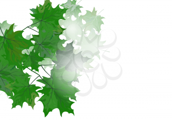 Summer maple leaves. EPS 10 vector illustration with transparency and meshes.