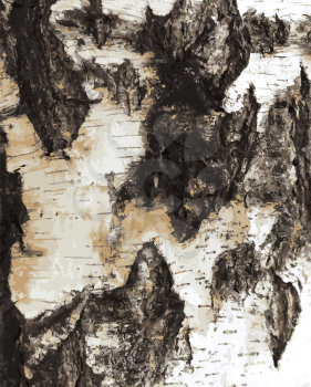 Birch bark texture pattern. EPS 10 vector illustration without transparency.