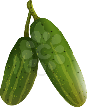 Two fresh cucumbers. EPS 10 vector illustration with transparency and mesh.