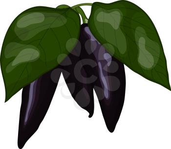 Fresh violet peppers. EPS 10 vector illustration with transparency.