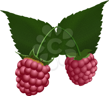 Two fresh raspberry. EPS 10 vector illustration with transparency.