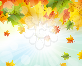 Autumn  Frame With Falling  Maple Leaves on Sky Background