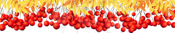 Autumn  Banner  With Rowan Leaves and Berries Over White Background. Elegant Design with Ideal Balanced Colors. Vector Illustration.