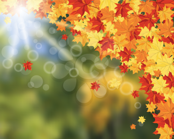 Autumn frame with maple leaves and sun beams