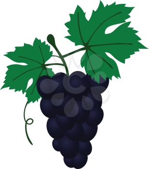 Flat design icon of Grape in ui colors. Vector illustration. 