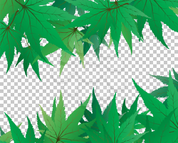 Backgroundframe from maple leaves with transparency grid on back. Vector Illustration.