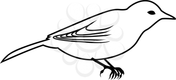 Sketch of Bird. Outline Design.  Vector Illustration.