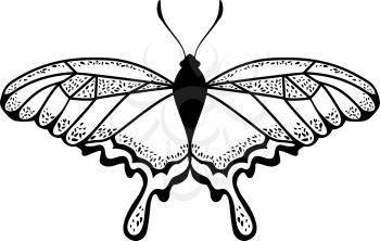Sketch of Butterfly. Outline Design.  Vector Illustration.