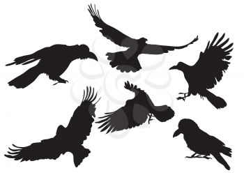 Royalty Free Clipart Image of Crow Silhouettes