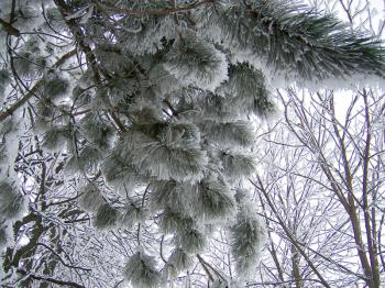 Royalty Free Photo of a Pine Branch Covered in Snow