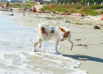 Royalty Free Photo of a Dog on the Beach