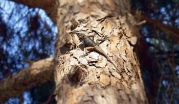 Royalty Free Photo of a Lizard on a Tree