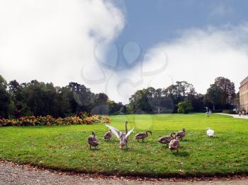 Royalty Free Photo of Geese in the Park of the Palace of Fontainebleau, France