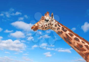 Giraffe against the clear blue sky