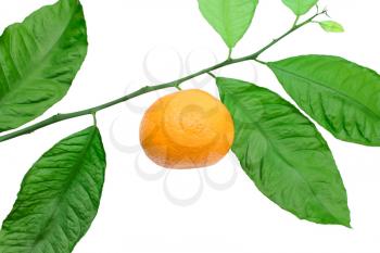 Tangerine on a branch on a white background