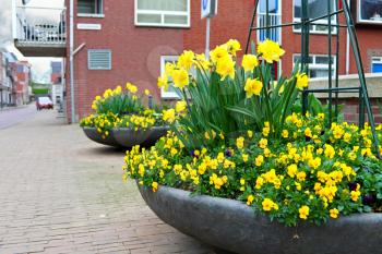 Flowers on the streets of Gorinchem. Netherlands
