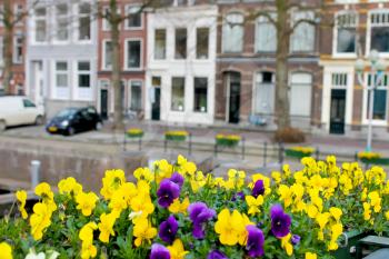 Flowers on the streets of Gorinchem. Netherlands