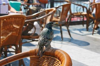 Bird sitting on a chair in a street cafe