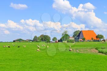 Sheep and poultry grazing in a meadow near the Dutch farm