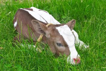 Calf in spring lying on green grass. 