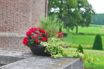 Flowers in the castle Heeswijk . Netherlands