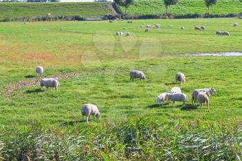 Sheep on summer pasture. Netherlands