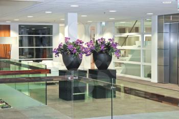 Flowers in a luxurious office and industrial company