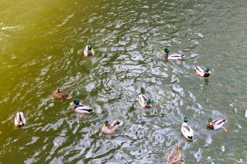 Flock of wild ducks on the water