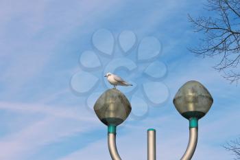 Seagull on a lamppost on sky background