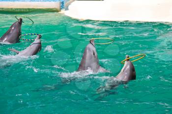 Dolphins twist the rings on water show