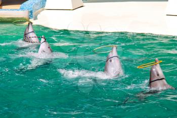 Dolphins twist the rings on water show