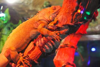 Chameleon is sleeping on the dry branch of a red light