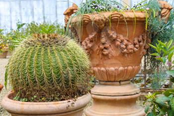 Pot with cactus and other plants in the Italian garden