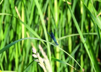 Blue dragonfly sitting on a green blades of grass