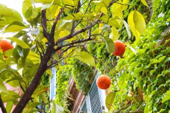 Orange fruits on a tree near the house 