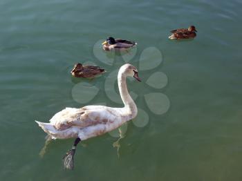 Swan and ducks on the lake water