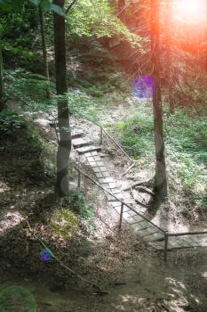 The path in the Carpathian Forest Reserve