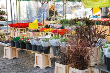 Den Bosch, Netherlands - January 17, 2015: Seller packs flowers in the market  in the Dutch town Den Bosch.