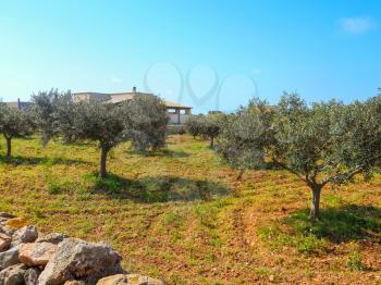 Olive garden at the farm on an island Favignana